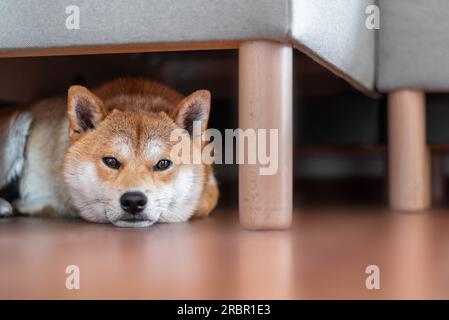 Shiba-inu-Hund unter dem Sofa Stockfoto