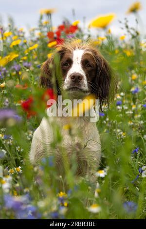 Englischer Springer Spaniel in Wildblumen Stockfoto