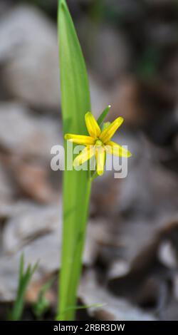 Die Frühlingspflanze Gagea lutea blüht in der Wildnis im Wald Stockfoto