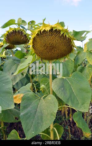 Im Spätsommer reift die Sonnenblume auf dem Bauernhof Stockfoto