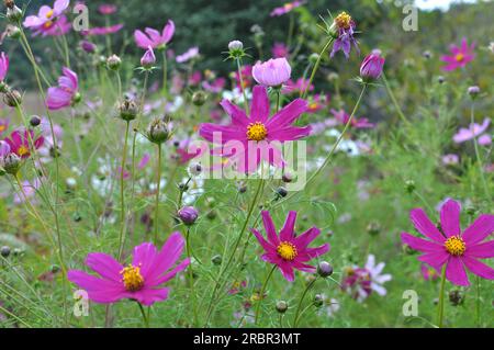 Dekorative Cosmos Blumen blühen in der Natur im Blumengarten Stockfoto