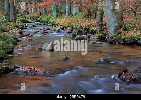 Am Otterbach bei Brennberg, Oberpfalz, Bayern, Deutschland, Europa Stockfoto