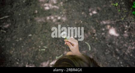 Blick von oben auf ein Kleinkind, das eine zarte Löwenzahnblüte hält und die Samen bläst. Stockfoto