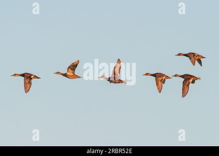 Sechs getuftete Enten fliegen zusammen Stockfoto