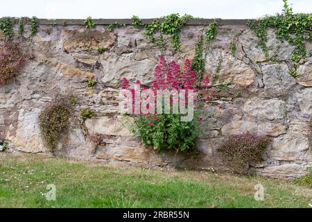 Wildblumenpflanzen, die in Steinmauern wachsen - roter Baldrian, Efeu-hinterlassener Toadflax und Maidenhaar-Milzkraut - Schottland, Vereinigtes Königreich Stockfoto