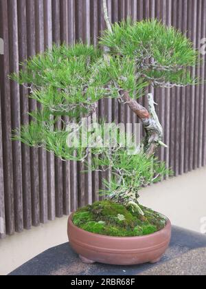 Kinashi, die Bonsai-Hauptstadt Japans: Beispiel eines reifen Exemplars einer Miniatur-Kiefer, die zu einer Kunstform geformt wurde. Stockfoto