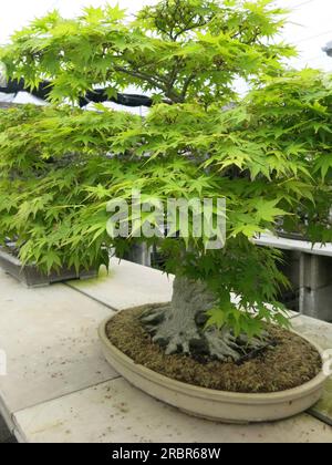 Neben Miniaturkiefern werden Ahornbäume oder Ahornbäume auch für die japanische Kunst des Bonsai verwendet, und mit dem fachkundigen Schnitt werden feine Exemplare hergestellt. Stockfoto