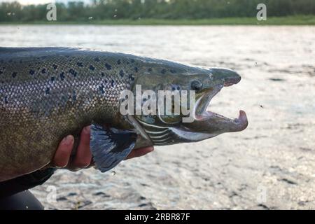 Ein Sportfischer lässt unverletzt Ostseelachs zurück in den Fluss, nachdem er am Sommertag im schwedischen Lappland gefangen wurde. Stockfoto