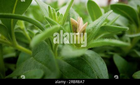 Nahaufnahme einer wachsenden Petunie mit grünen Blättern. Petunie in einem Gewächshaus, Makrofotografie. Stockfoto