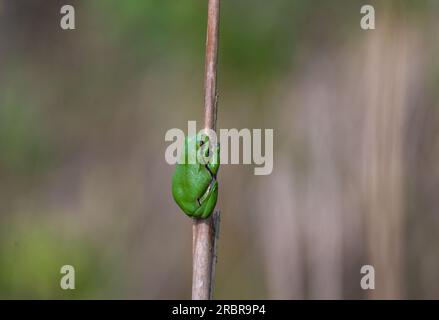 Baumfrosch (Hyla arborea) Sonnenbaden im Natura-2000-Gebiet Salzachausen, Salzburg, Österrecih Stockfoto