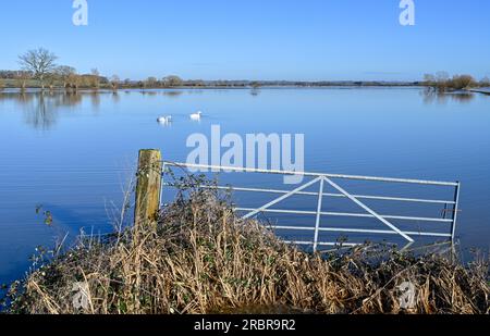 Schwäne auf überfluteten und gefrorenen Somerset Ebenen in der Nähe von Highbridge und Burrow Hill Stockfoto