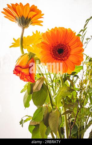 Bouquet mit Gerbera und einer Rose (Rosa) vor weißem Hintergrund, Hannover, Niedersachsen, Deutschland Stockfoto