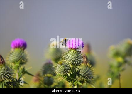 Distel in Blüte mit Weißschwanzhummel Stockfoto