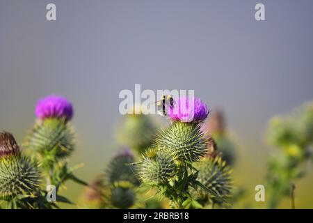 Distel in Blüte mit Weißschwanzhummel Stockfoto