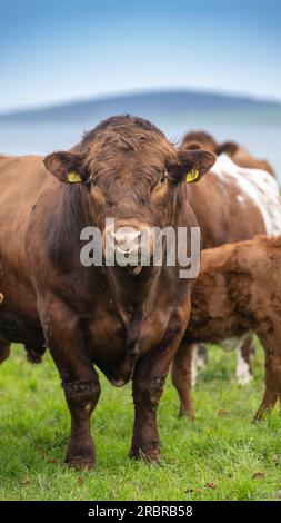 Reifer Luing-Bulle, eine einheimische Rinderrasse, auf Weide mit Rinderherde, Orkney, Schottland, Vereinigtes Königreich Stockfoto