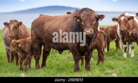 Reifer Luing-Bulle, eine einheimische Rinderrasse, auf Weide mit Rinderherde, Orkney, Schottland, Vereinigtes Königreich Stockfoto