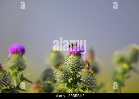 Distel in Blüte mit Weißschwanzhummel Stockfoto