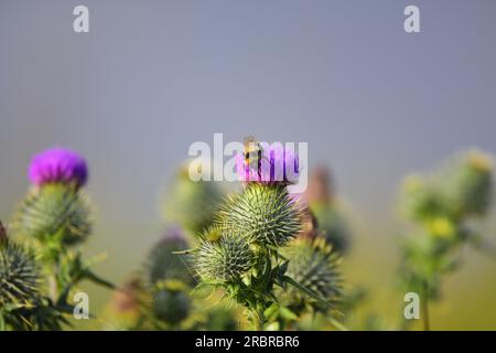 Distel in Blüte mit Weißschwanzhummel Stockfoto
