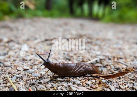 Eine portugiesische Schnecke, die auf einer unbefestigten Straße in der Natur krabbelt Stockfoto