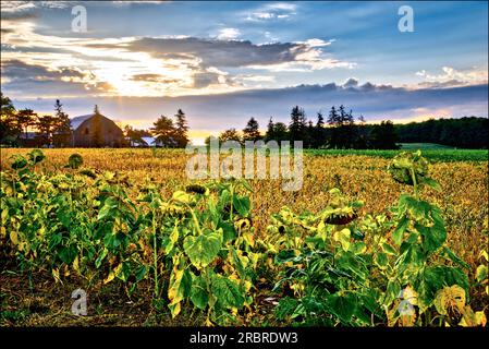 Das landwirtschaftliche Feld bei Sonnenaufgang. Getrocknete, reife Sonnenblumen vor einem bunten Himmel mit Sonnenstrahlen im Vordergrund. Stockfoto