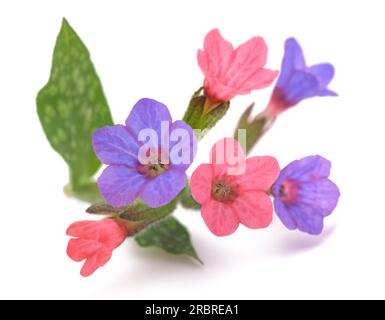 Gewöhnliches Lungenkraut (Pulmonaria officinalis) isoliert auf Weiß Stockfoto