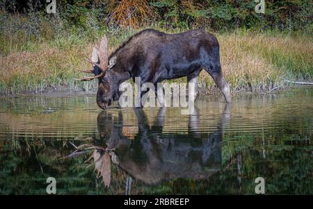 Bull Moose trinkt aus dem Fluss mit Reflexion | Snake River in Schwabacher Landing, Grand Teton National Park, Wyoming, USA Stockfoto