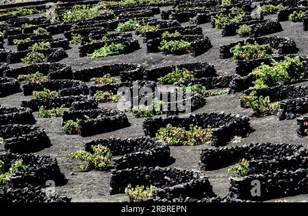 In der Landschaft von La Geria auf Lanzarote wachsen Weinberge auf vulkanischer Asche und sie erzeugen Malvasia-Weißwein Stockfoto
