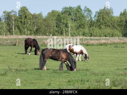 Drei irische Cob-Pferde grasen auf einem Feld Stockfoto