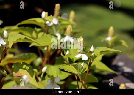 Eidechsenschwanz oder Molchschwanz (Houttuynia cordata) Stockfoto