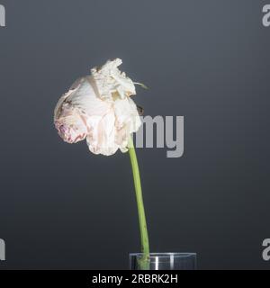 Einzelne zarte, verwelkte Rosa-Rosa-Rose mit langem Stiel in einer transparenten, zylindrischen Glasvase, eine Konzeptidee für Volatilität und Verderblichkeit Stockfoto