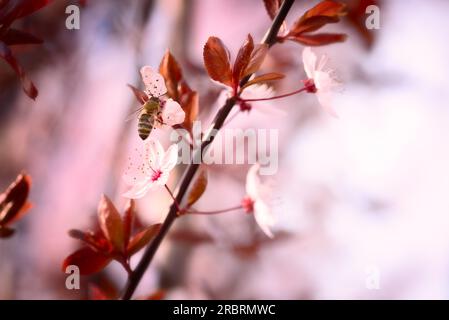 Nahaufnahme einer Niederlassung in hübschen zierlichen rosa Kirschblüte symbolisch für Frühjahr draußen wachsen auf einem Japanischen flowering cherry tree, einer der Stockfoto