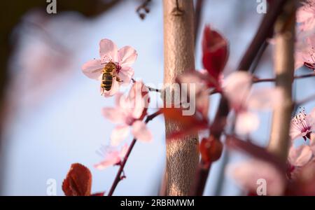 Nahaufnahme einer Niederlassung in hübschen zierlichen rosa Kirschblüte symbolisch für Frühjahr draußen wachsen auf einem Japanischen flowering cherry tree, einer der Stockfoto