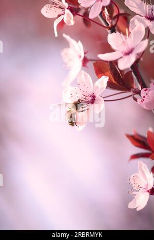 Nahaufnahme einer Niederlassung in hübschen zierlichen rosa Kirschblüte symbolisch für Frühjahr draußen wachsen auf einem Japanischen flowering cherry tree, einer der Stockfoto