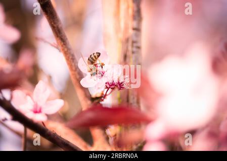 Nahaufnahme einer Niederlassung in hübschen zierlichen rosa Kirschblüte symbolisch für Frühjahr draußen wachsen auf einem Japanischen flowering cherry tree, einer der Stockfoto