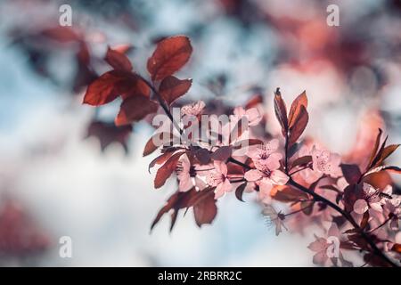 Nahaufnahme einer Niederlassung in hübschen zierlichen rosa Kirschblüte symbolisch für Frühjahr draußen wachsen auf einem Japanischen flowering cherry tree, einer der Stockfoto