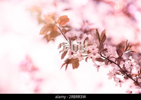 Nahaufnahme einer Niederlassung in hübschen zierlichen rosa Kirschblüte symbolisch für Frühjahr draußen wachsen auf einem Japanischen flowering cherry tree, einer der Stockfoto