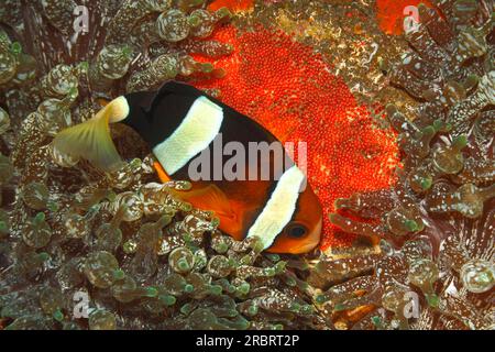 Clarks Anemonefisch, Amphiprion Clarkii. Fische bewachen rote Eier. In Bubble-tip Sea Anemone Entacmaea quadricolor. Tulamben, Bali, Indonesien. Bali-Meer, Stockfoto