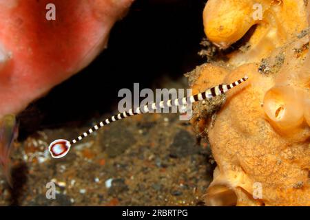 Bandpfeifenfisch oder Ringpfeifenfisch, Dunckerocampus dactyliophorus. Zuvor beschrieben als Doryrhamphus dactyliophorus und Syngnathus dactyliophorus Stockfoto