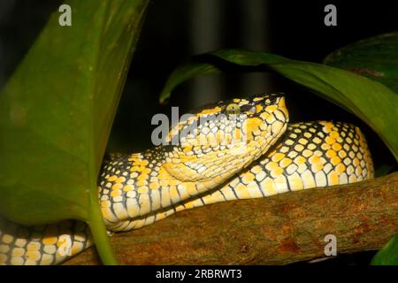 Waglers Pit Viper, Tropidolaemus wagleri. Auch bekannt als Tempelviper, Tempelgrubenviper, Bambusschlange, Tempelschlange, gesprenkelte Grubenviper, Und Temple pi Stockfoto