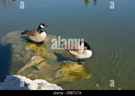 Zwei schöne Enten standen auf den Felsen in einem Teich Stockfoto