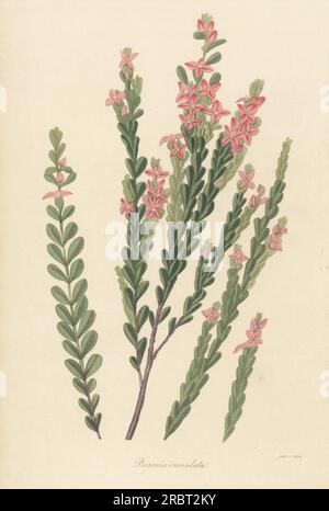 Anis-boronia oder crenuleblätter-boronia, Boronia crenulata. Stammt aus Westaustralien, wurde vom schottischen Botaniker Archibald Menzies am King George's Sound gefunden und 1807 vom englischen Botaniker James Edward Smith beschrieben. Handfarbene Gravur aus Joseph Paxton's Magazine of Botany und Register of Flowering Plants, Band 4, Orr and Smith, London, 1837. Stockfoto