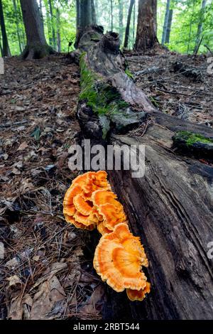 Huhn (Laetiporus sp.) Bracket Pilz – Brevard, North Carolina, USA Stockfoto