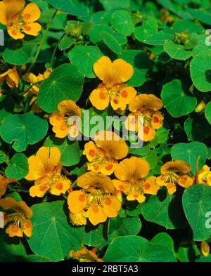 Kleines Nasturtium (Tropaeolum minus) Stockfoto