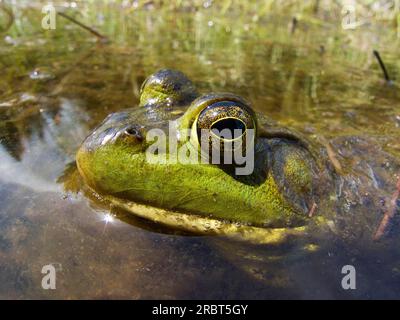 Amerikanischer Bullfrog (Rana catesbeiana), La Mauricie-Nationalpark, Quebec, Kanada Stockfoto