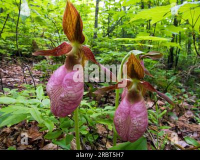 Stielloser Frauenschuh, La Mauricie National Park, Pink Lady's Slipper (Cypripedium acaule), Stielloser Frauenschuh, Kanada Stockfoto