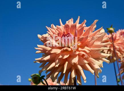 Wunderschöne große pfirsichfarbene Dahlien am blauen Himmel. Stockfoto