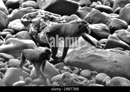 Sulawesi-Schwarzkammmakaken (Macaca nigra) forschen auf felsiger Landschaft in der Nähe eines Strandes im Naturschutzgebiet Tangkoko, North Sulawesi, Indonesien. Die Auswirkungen des Klimawandels auf die endemischen Arten sind auf verändertes Verhalten und Nahrungsverfügbarkeit zu sehen, die ihre Überlebensrate beeinflussen. Eine Verschlechterung der Lebensraumqualität könnte sie auch zwingen, ihr Heiligtum zu verlassen, was zu mehr potenziellen Konflikten mit Menschen führen könnte, sagen Wissenschaftler. Ohne den Faktor des Klimawandels ist Macaca nigra immer noch einer der 25 am stärksten gefährdeten Primaten der Erde. Stockfoto