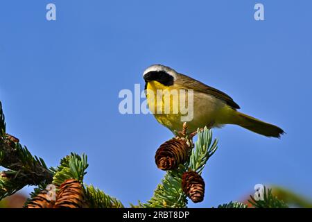 Ein gewöhnlicher Gelbhalsbrecher „Geothlypis trichas“, hoch oben auf einem Fichtenbaum in seinem Waldlebensraum Stockfoto