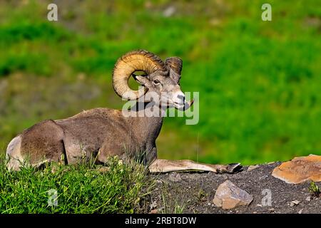 Ein reifes, männliches Dickhornschafe aus dem Rocky Mountain, Orvis canadensis, das im grünen Sommergras im ländlichen Alberta, Kanada, aufbrach Stockfoto