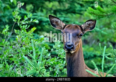 Ein Nahporträt eines wilden weiblichen Elchs „Cervs elaphus“ in ihrem Waldlebensraum im ländlichen Alberta, Kanada Stockfoto